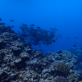 ノコギリダイ❣️海人石垣島の画像