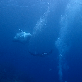 今年は石垣島マンタ絶好調！海人石垣島の画像