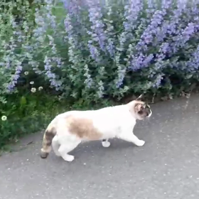 ブルーキャットミントの道の画像