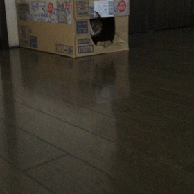 段ボール箱入りにゃんこの画像