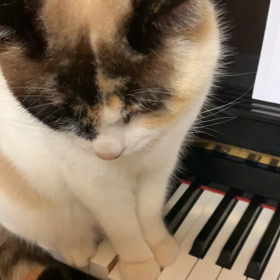 毎日が猫の日の画像