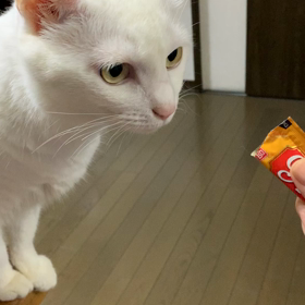 ちゅ〜るに夢中の画像