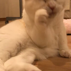 消費税は社会保障費に使われるのではなく政治家や官僚たちの獲物だ！の画像