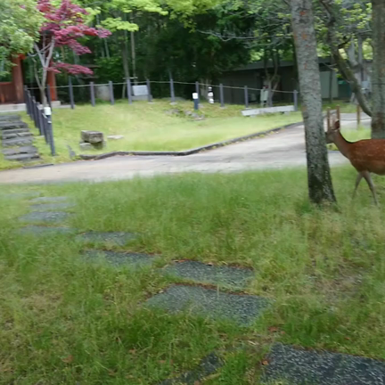 古都のキャンパスにて。奈良女子大学での穏やかな一日の記事動画