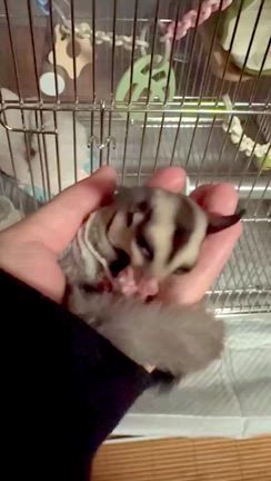 【ペットブログ】フクロモモンガをお迎えした生活(初日)の記事動画