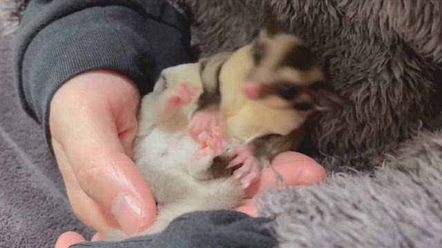 【ペットブログ】テレワークはフクロモモンガと一緒に過ごそう♪というお話。の記事動画