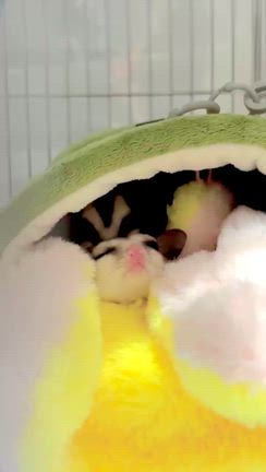 【ペットブログ】新しい家族をお迎えしました♪【命名:おこめ】の記事動画
