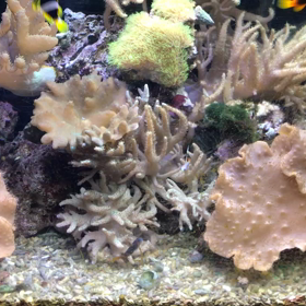 今日の海水魚さんたちの画像