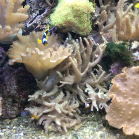 店舗の海水魚さんたちにごはんをの画像