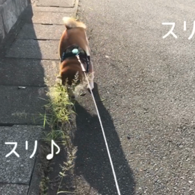 謎の行動 。。。の画像
