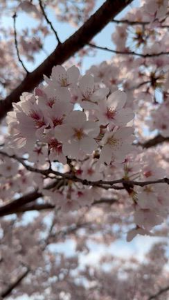 4月☀️の記事動画
