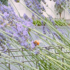 蜜蜂御一行様の画像