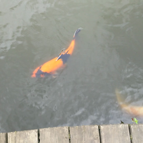 池の中はの画像