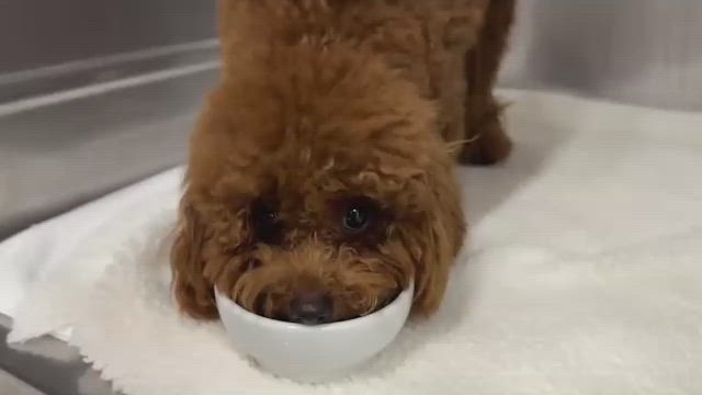 虚血性大腿骨壊死症の手術を終えましたの記事動画