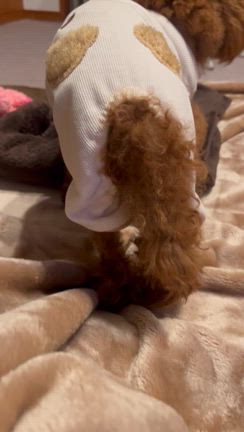 愛犬の術後の様子～夜中の記事動画