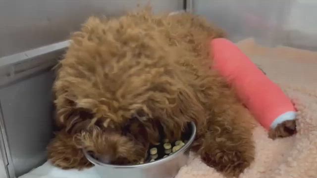 愛犬Chocoトイプードル8ヶ月でパテラグレード4の記事動画