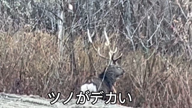 ストレートスタイルとシカの記事動画