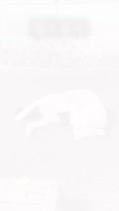 猫ネコねこの記事動画