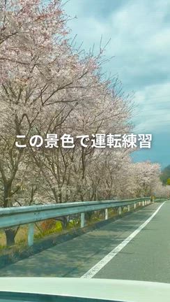 【short動画】春の教習は特別♪桜道で教習！の記事動画