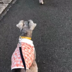 当たり前の日常   散歩編の画像