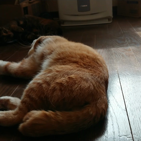 マメの画像