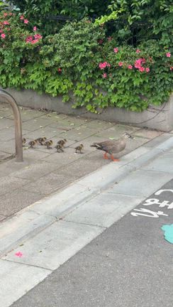 カルガモの親子に会えました♡の記事動画