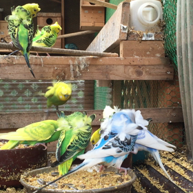 羽衣セキセイインコの画像