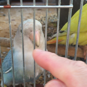 野外飼育小屋の画像