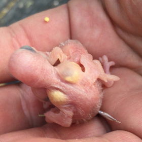 羽衣セキセイインコの雛の画像