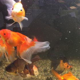 金魚水槽の画像