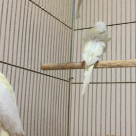 羽衣セキセイとオカメの画像