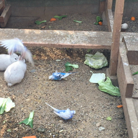 インコ野外飼育小屋フライングルームの画像