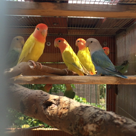 コザクラインコオパーリンの画像