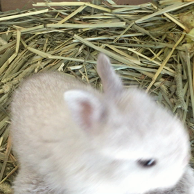 うさぎにミルクの画像