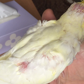 オカメと美声の画像