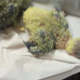 コザクラインコの雛の画像