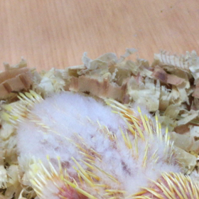 サザナミの赤ちゃんの画像