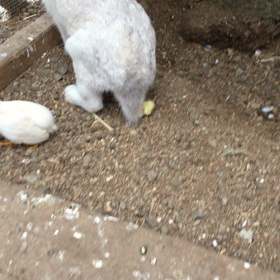 姫うずらの赤ちゃんの画像