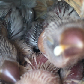 ブンチョウの雛の画像