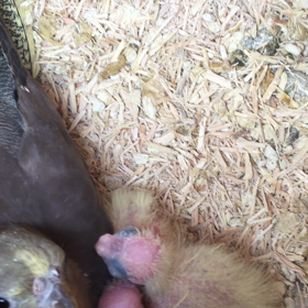 オカメインコの雛の画像