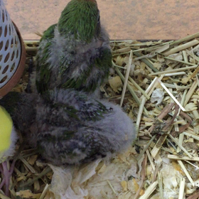 ヤエザクラの画像