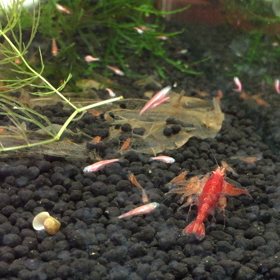 自家繁殖の画像