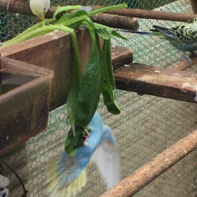 フライングルームの画像