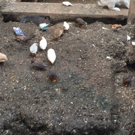 セキセイもミルワームの画像