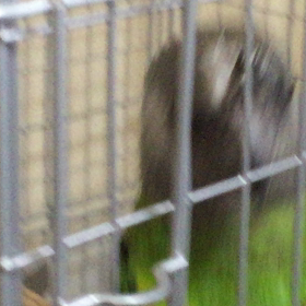 ムラクモインコとセネガルパロットの画像