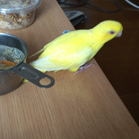 サザナミインコの画像