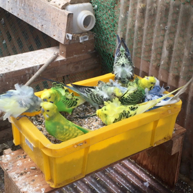 羽衣セキセイインコの画像