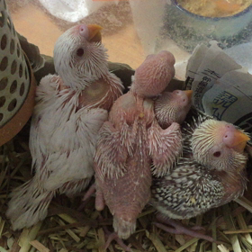 ファローセキセイの画像