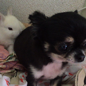 チワワとネザーランドの画像