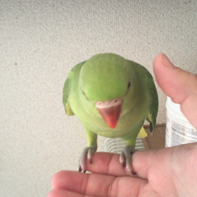 ワカケホンセイインコの画像